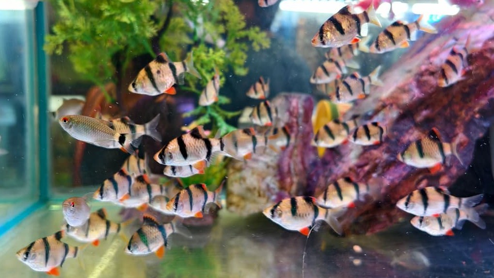 Cichlid
