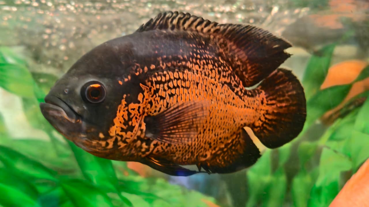 Oscar